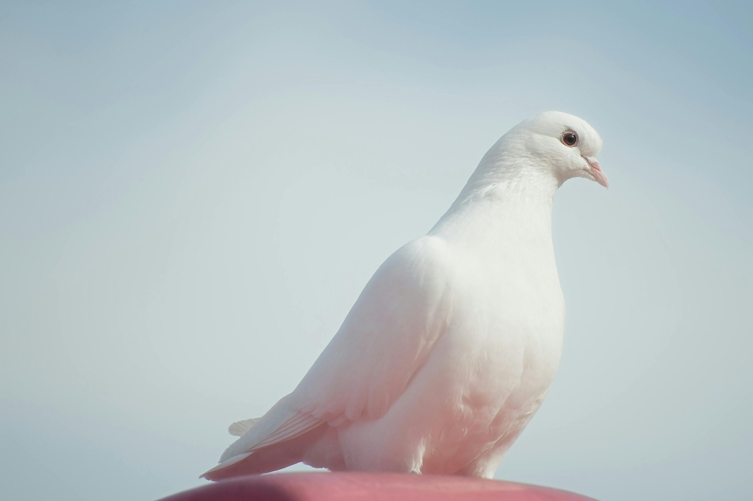 Vredesweek: niets doen is geen optie